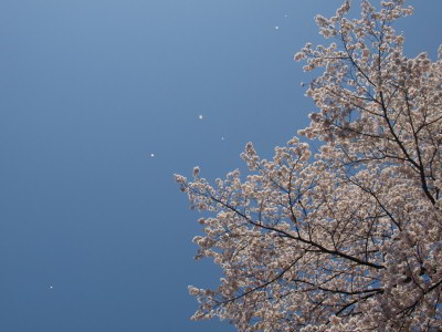桜は満開