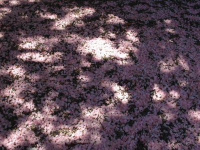 八重桜落花