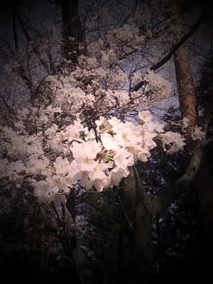 天王の桜