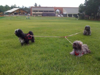 草津・天狗のドッグランの廻りの広大な芝生で走り回る3犬
