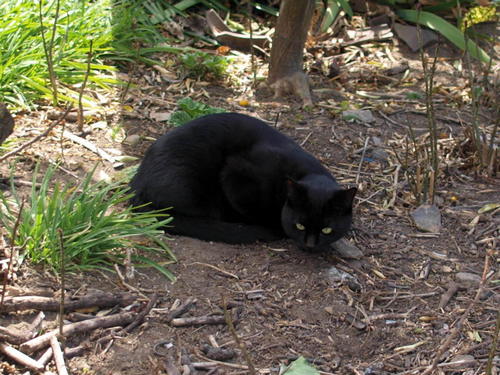 黒猫のタンゴ
