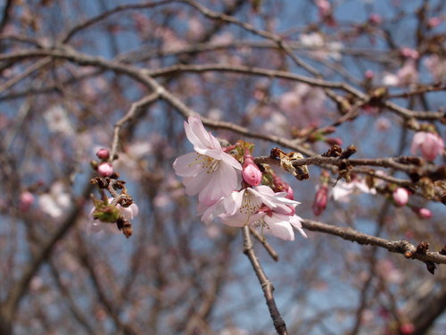 石原緑地の寒桜