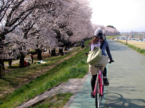 八千代堤防の桜並木