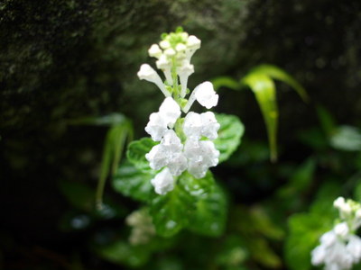 タツナミソウ(白花)