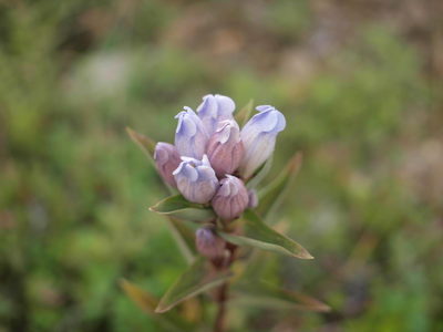 薄紫色のリンドウ
